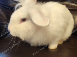 Lion head male rabbit