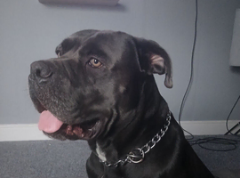 Blue cane corso
