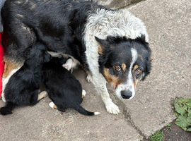 Beautiful Puppies for Sale