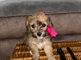 Beautiful jackapoos puppies