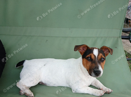Rack Russell docked tail with vet papers