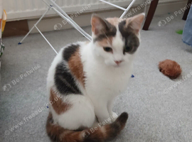 10 month old female kitten
