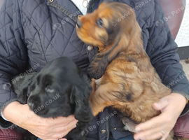 COCKER SPANIEL PUPS IN NORTHERN IRELAND