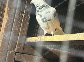 High flyers pigeons
