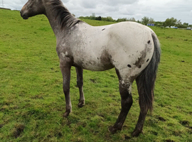 Appy x knabbstrupper filly quality girl