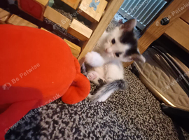 Grey and white and tuxedo mixed litter