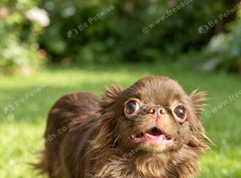 Chocolate apple head female chihuahua