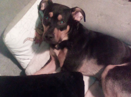 10 month rottie Glasgow pick only