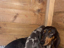 4 beautiful dachshund puppy&rsquo;s for sale