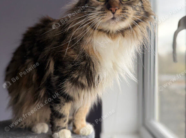 Adult cat looking for new home