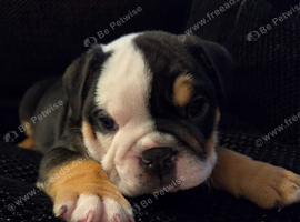 Last 2 beautiful English bulldogs