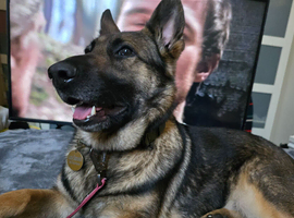 Female German shepherd