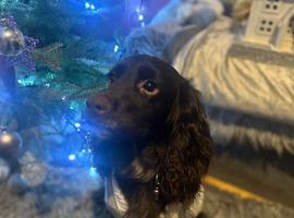 Working cocker spaniel