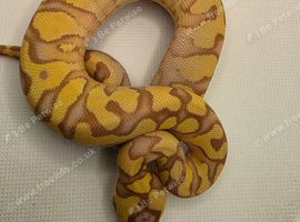 2026 pastel enchi coral glow hypo ball python