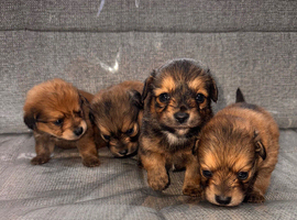 Pomeranian cross Jack Russell