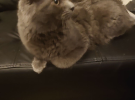 Male cat for sale