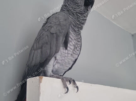 Female African Grey