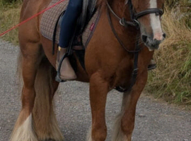 *** MOTHERS DREAM PONY ***
