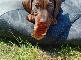 Stunning Chocolate & Tan Miniature Dachshund &ndash; 13 Weeks Old & Ready May 23rd