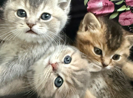 Scottish fold/straight cats