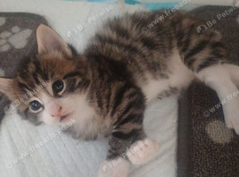 Main coon bengal cross boy 10 weeks