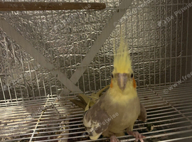Cockatiel for sale