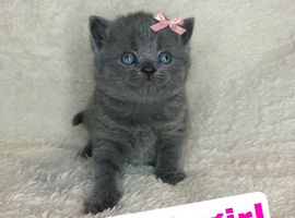 Quality pedigree British shorthair kittens