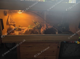 9 months old gecko and viv