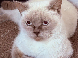 British shorthair female in neutered