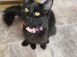 Meet Mavis ♡