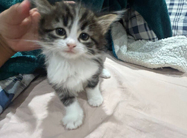 Cute kittens