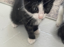 Black and white kitten for sale