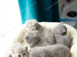 Adorable British Shorthair Kittens &ndash; Ready for Loving Homes!