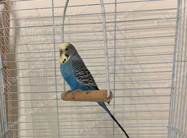 Lovely 7 month old male budgie