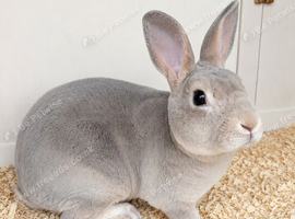 Beautiful Purebred Standard Rex Doe &ndash; DOB 17/03/2026 &ndash; Friendly & Well Handled