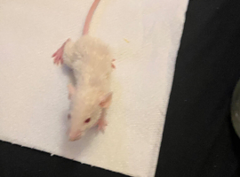 5 female rats