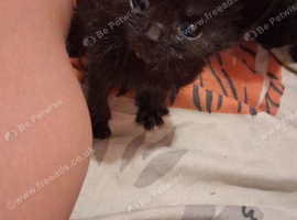 **Two adorable hand-reared kittens looking for their forever homes!**