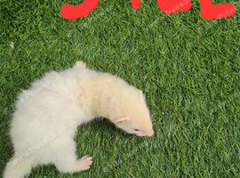 Albino Jill