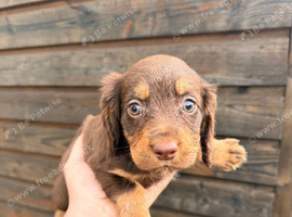 Spaniel puppies