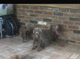 Labradors puppies