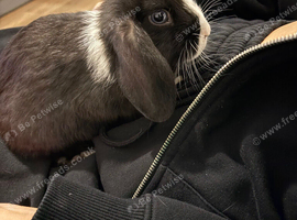 Black & White Rabbit