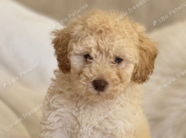 The sweetest Mini toy poodle boy