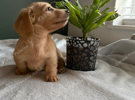 Cream Longhair Miniature dachshund