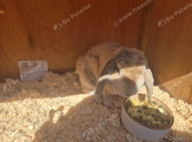 rabbit