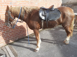 17hh Section D