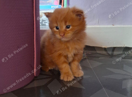 Main coon kittens