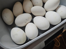 Brecon buff x hatching eggs