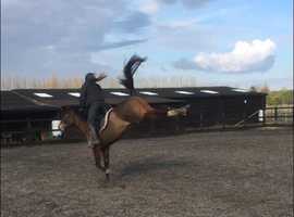 Horse Training and Full Livery