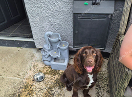 Sprocker spaniel