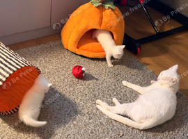4 white kittens